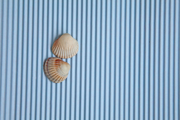 Two summer sea shells on a blue background, top view