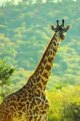 Giraffe portrait at Maasai Mara National Reserve, Kenya. September 2, 2013