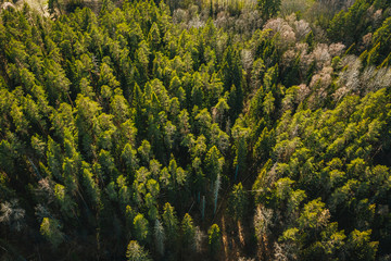 Birds eye view on wild forest area, pine forest background, spring time in nature
