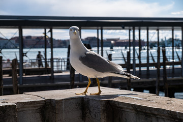 Gabbiano da solo a Venezia