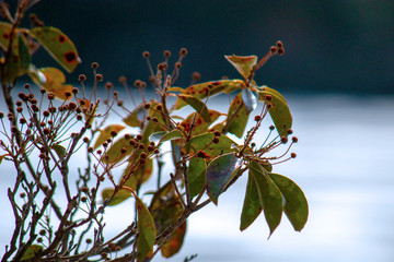 autumn leaves in the sun