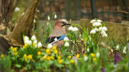 Ein Eichelhäher sitzt im Frühling bei bewölktem Wetter im Garten im bunten Blumenbeet, Garrulus glandarius