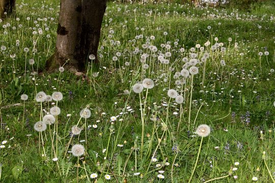 wild Dandilion pappi on field