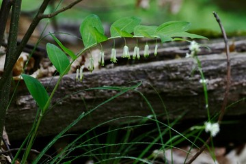 green, nature, wildlife, grass, macro, wild, closeup, close-up, tree, leaf, Solomon, seal, sigillo , salomone, Polygonatum , multiflorum , wild, flower, swiss, ticino