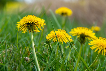 a dandelion plant stands on a meadow in spring