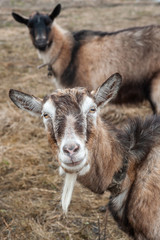 Two goats, outdoor close up