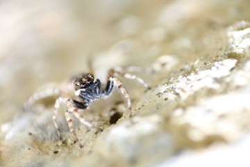 Microcosm, arachnid, spider, focus, close-up