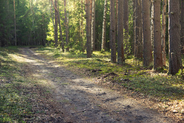 beautiful spring forest at sunset