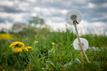 a dandelion plant stands on a meadow in spring