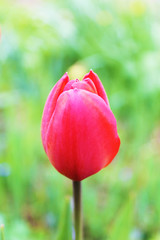 red tulips in the garden