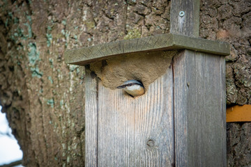 nuthatch is at his bird house and looks around
