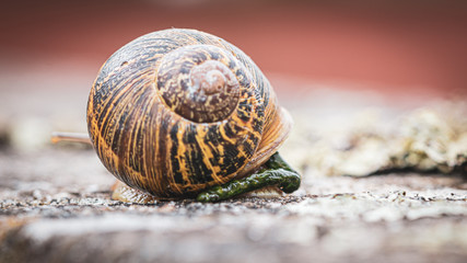 close up of a snail