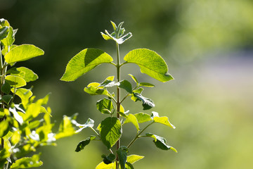 Grüner Ast im Sonnenlicht