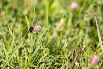 Hummel am Rotklee | Insekt