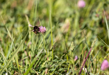 Hummel am Rotklee | Insekt