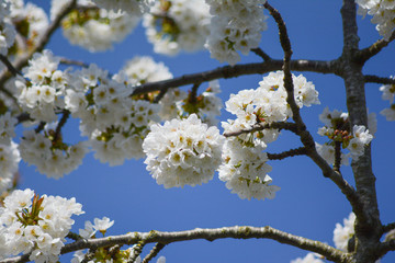 cherry blossom in spring