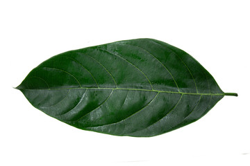 Leaves of jackfruit isolated on a white background