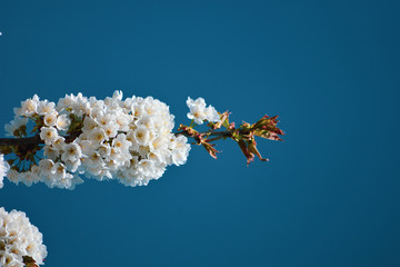 white flowers in the blue sea