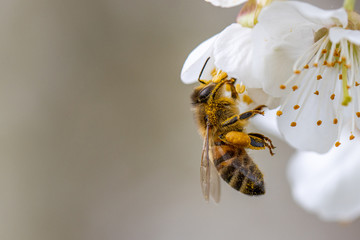 honey bee collects the nectar of white cherry blossoms in spring