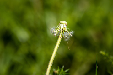 Gewöhnlicher Löwenzahn | Pusteblume