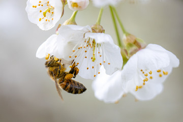 honey bee collects the nectar of white cherry blossoms in spring