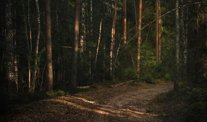 beautiful spring forest at sunset