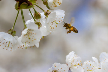 honey bee collects the nectar of white cherry blossoms in spring