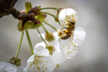honey bee collects the nectar of white cherry blossoms in spring
