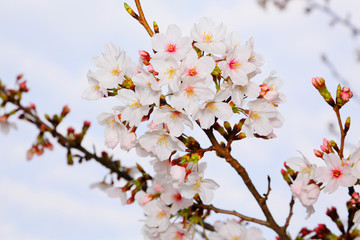 The cherry blossoms that focus on the white petals make you feel the vitality.