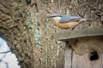 nuthatch is at his bird house and looks around
