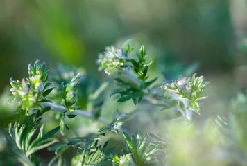 Wildflowers in the sunshine © rootstocks