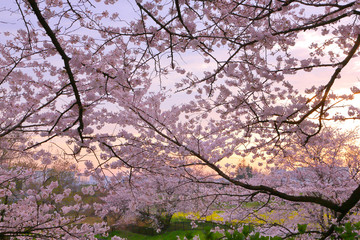 Cherry blossoms against the backdrop of the morning sun.