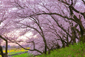 Fototapeta premium In the cherry blossom tunnel.