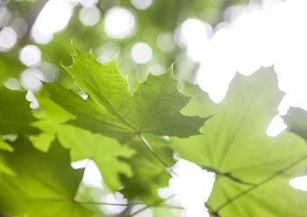 Green maple leaves
