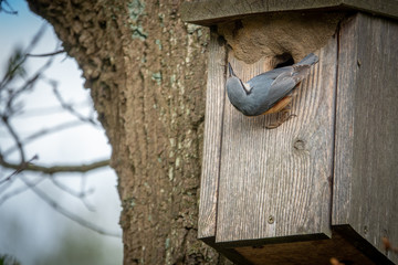 nuthatch is at his bird house and looks around