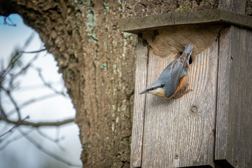 nuthatch is at his bird house and looks around