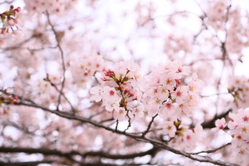 Obraz premium Cherry Blossom. Each one is pretty and small, but when the flowers gather, they are fascinated by their splendor.