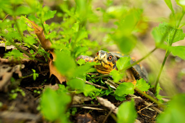 Box Turtle crawling through forest floor.