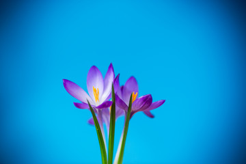 Fototapeta premium spring purple little crocus flowers isolated on blue