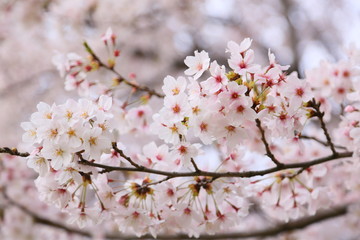 A cherry blossoms composed of aggregates that grow on the thinnest branches of cherry blossom's tree.