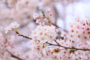 Obraz premium The cherry blossoms that bloom vividly are like heading to heaven.