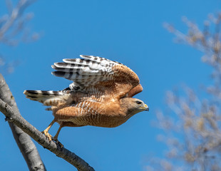 Red-shouldered Hawk (Buteo lineatus), California, USA