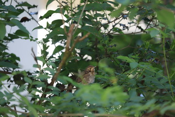 bird on a tree