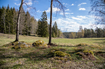 
Glade on the edge of the forest under a blue sky in spring morning