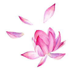 Fototapeta premium Set of watercolor botanical illustration Lotus flower pink. Symbol of India, yoga and meditation.