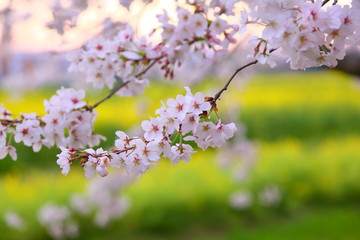 A close-up of the cherry blossoms against the background of a field of rape blossoms at the time the sun rises.