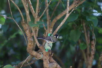 blue tit on a branch