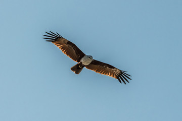 Kite over the Andaman sea coast