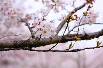 Pretty cherry blossoms with strong branches.