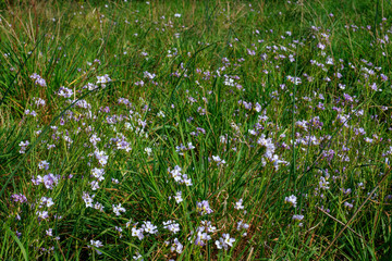 Fototapeta premium Une prairie avec des fleurs mauves